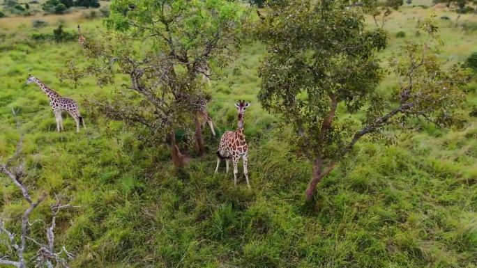 非洲长颈鹿吃树叶的鸟瞰图