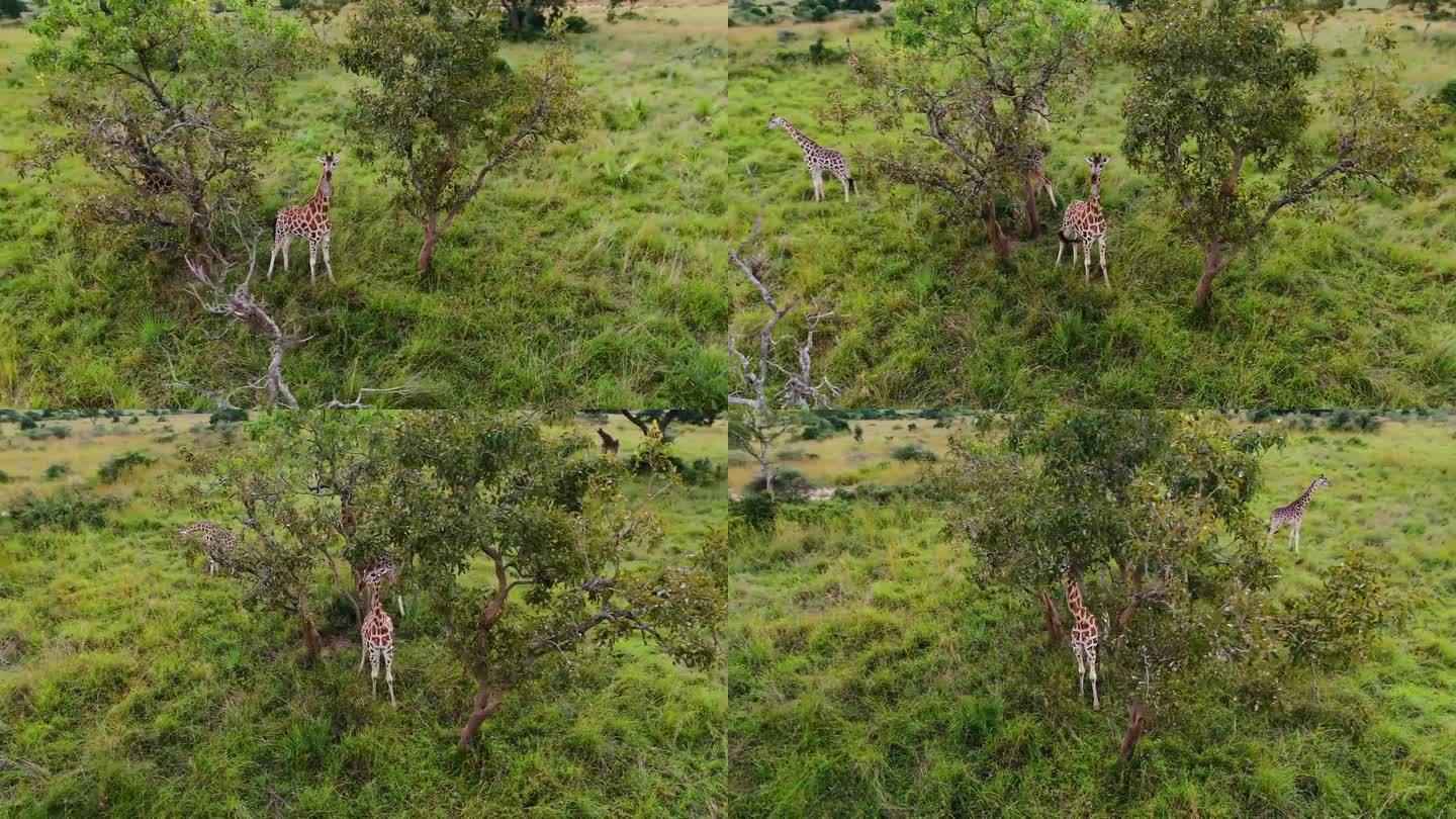 非洲长颈鹿吃树叶的鸟瞰图