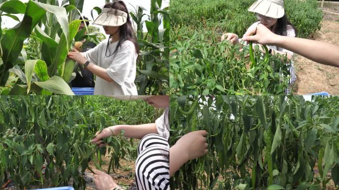 摘玉米摘辣椒