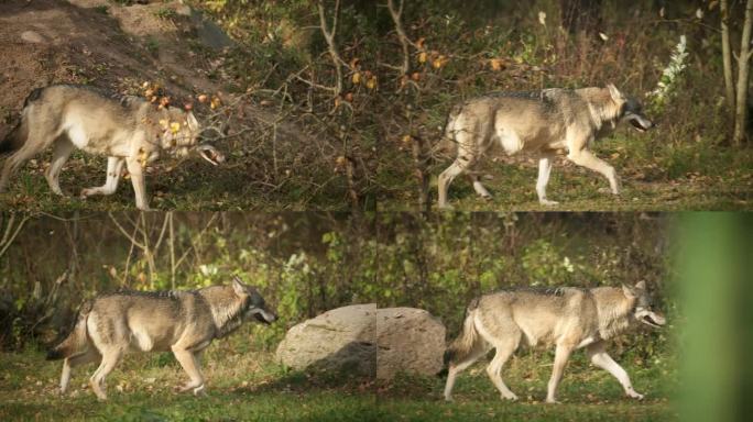 欧亚狼-犬狼疮在自然环境中奔跑。秋天的森林