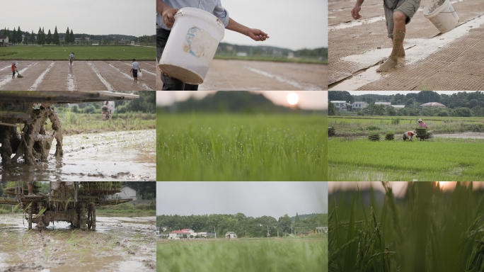 农业水稻播种插秧