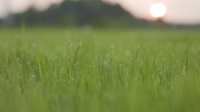 农业水稻播种插秧