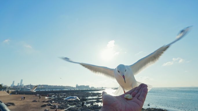 第一视角喂海鸥