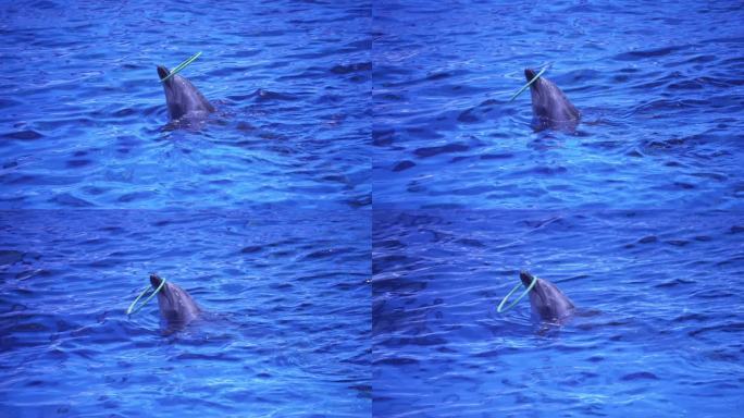 成都极地海洋公园鲸豚馆内正在表演的海豚