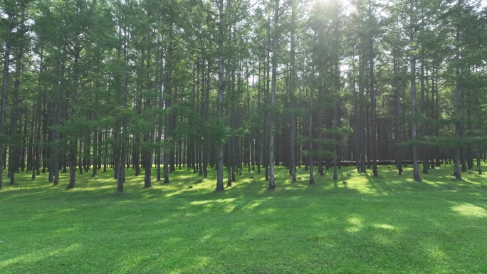 人工林天然林人工促进天然更新造林成果