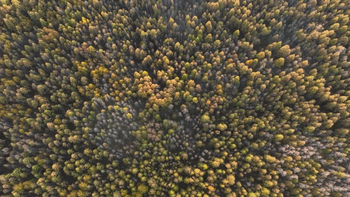 森林俯拍大兴安岭林区自发光秋色渐浓