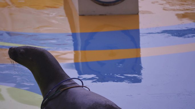 成都极地海洋公园内正在表演的海狮