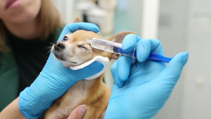 兽医在兽医诊所检查一只吉娃娃狗的视力