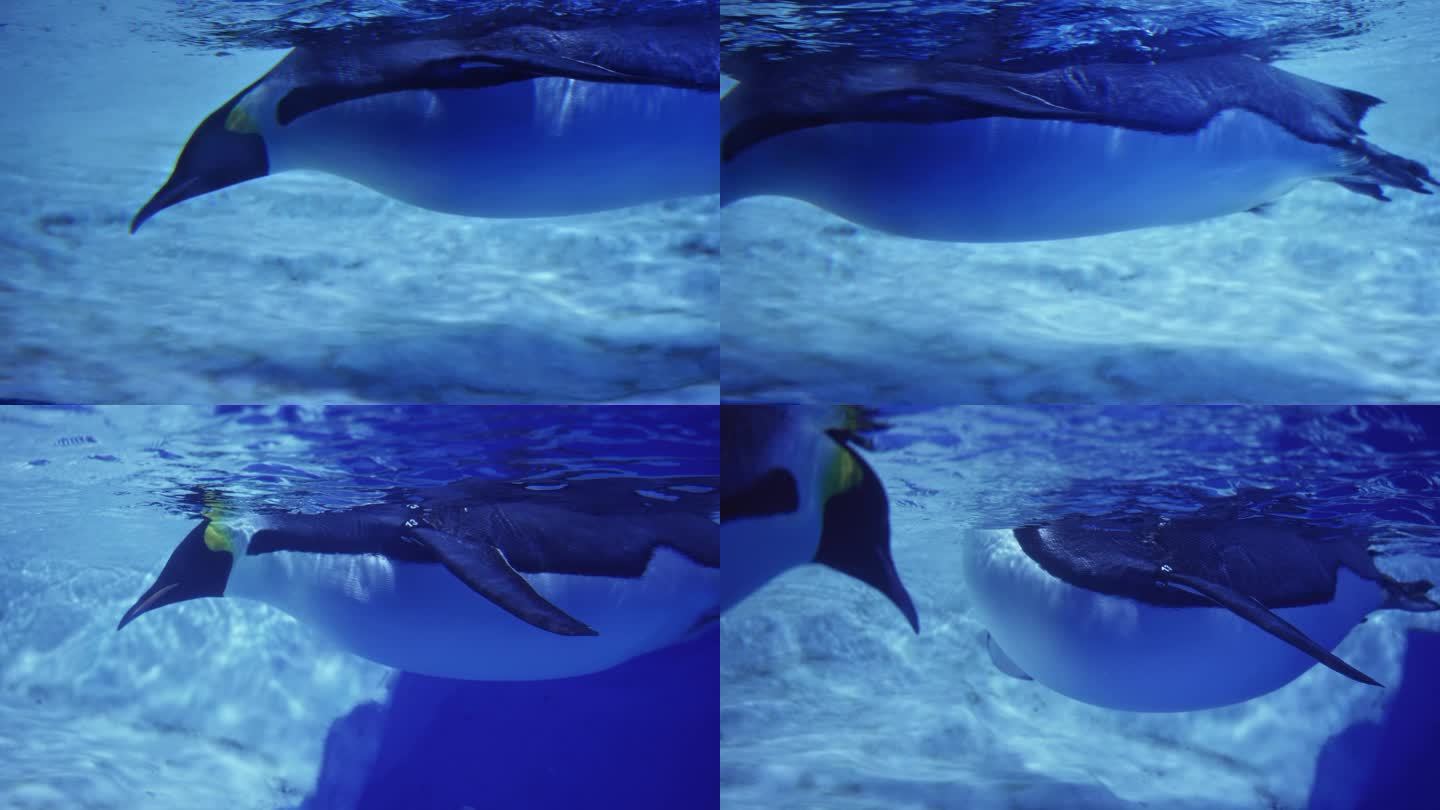 成都极地海洋公园鲸豚馆内的企鹅