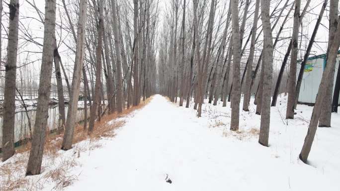 雪后幽静的乡间小路