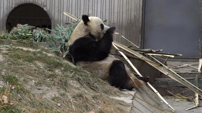 大熊猫麒麟吃竹子