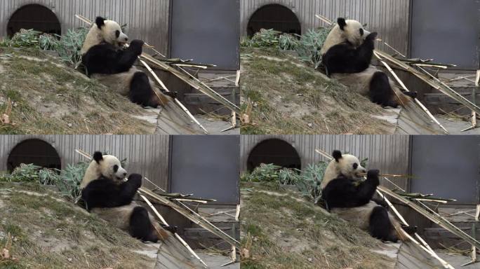 大熊猫麒麟吃竹子