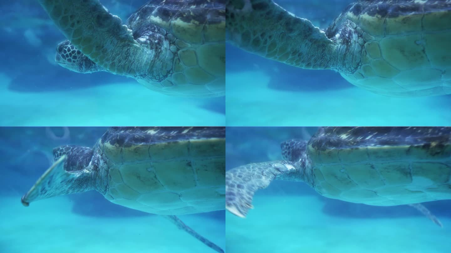 成都极地海洋公园内的海龟