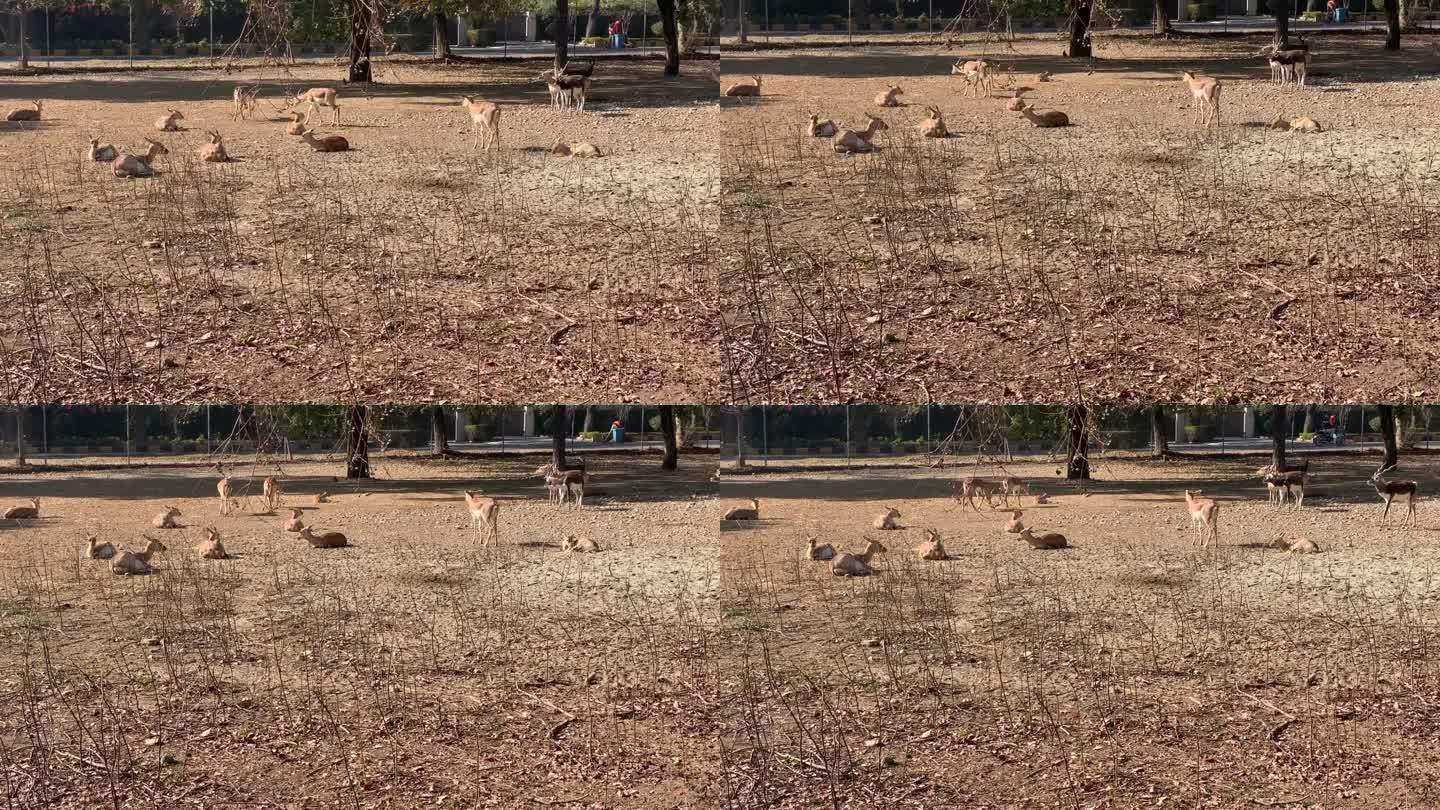 一群小鹿在动物园的地上休息。鹿在地上睡觉。