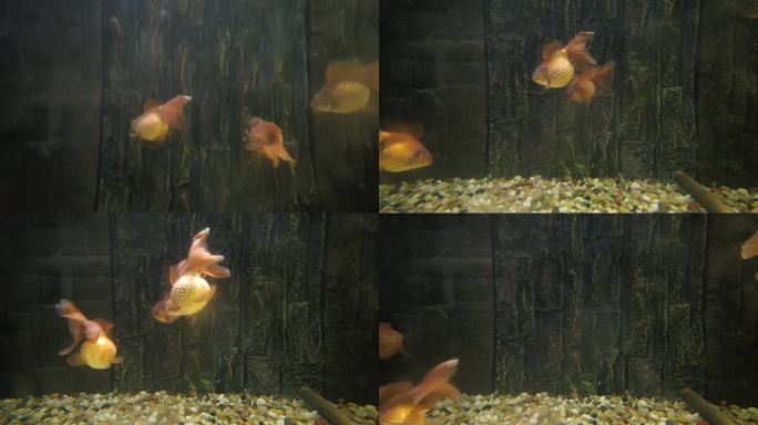 动物园的金鱼红龙睛蝶尾
