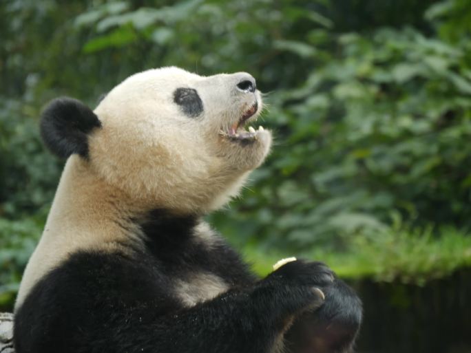 四川成都碧峰峡熊猫基地实拍