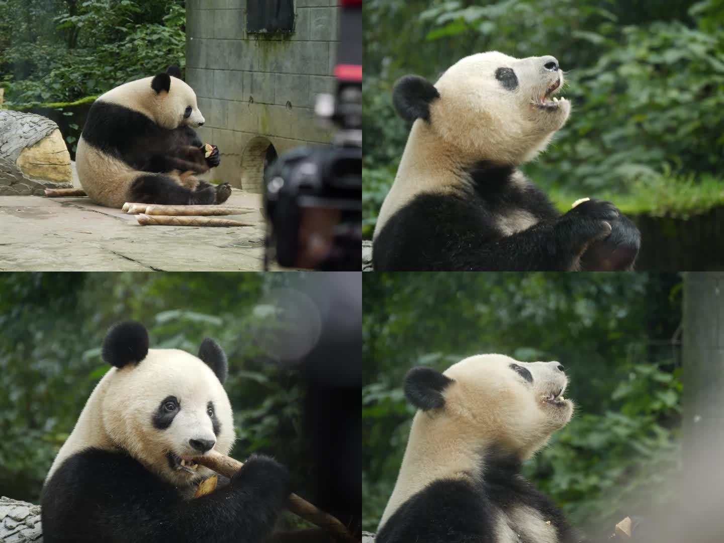 四川成都碧峰峡熊猫基地实拍