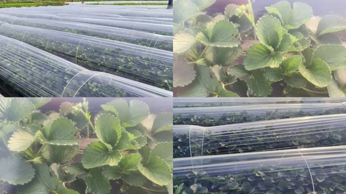 保温塑料膜草莓种植园疏菜防冻膜农田实拍