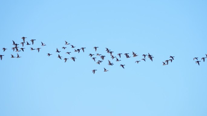 一群绿头鸭在晴朗的日子里飞过天空