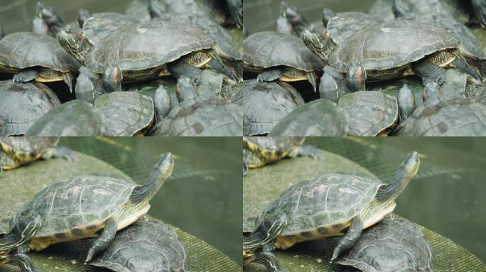 巴西龟王八养殖池塘甲鱼