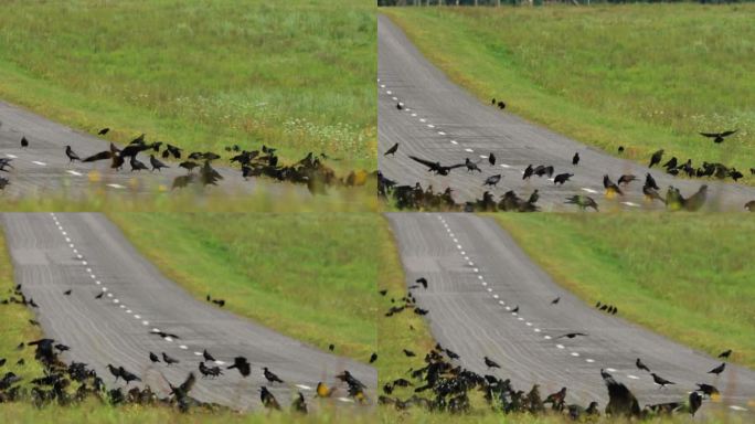 成群的欧椋鸟和戴兜帽的乌鸦在路边觅食。乡村田园景观。在野外的鸦，鸦和寻常的鸟