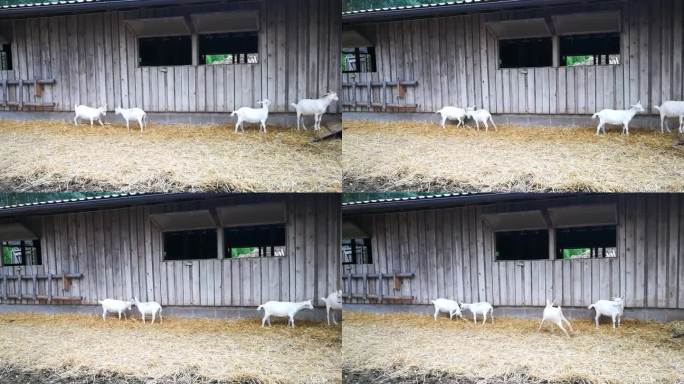 白山羊(幼羊)在农场里打架和玩耍