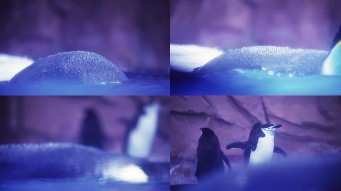 成都极地海洋公园鲸豚馆内的企鹅