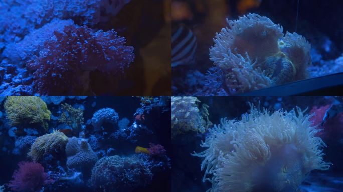 海洋馆里的珊瑚