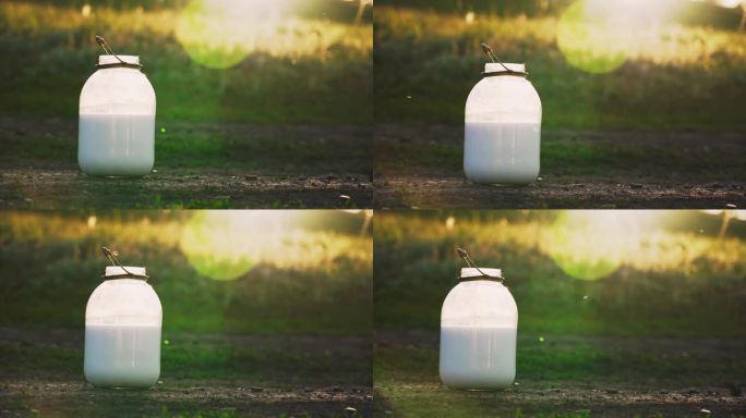 在夕阳下奶牛的背景下，一个牛奶农场里的新鲜牛奶被装满了一罐。奶牛在奶牛场进食。