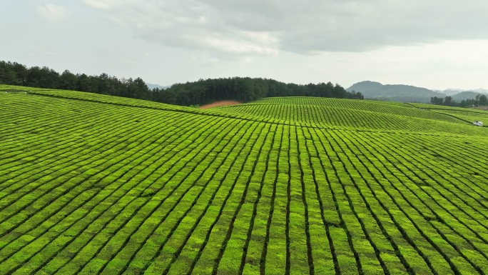 4k航拍茶场茶园茶山空境