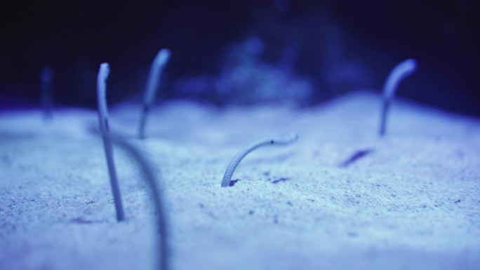 成都极地海洋公园内的花园鳗异糯鳗亚科