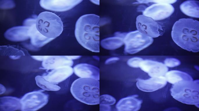 成都极地海洋公园内的海月水母
