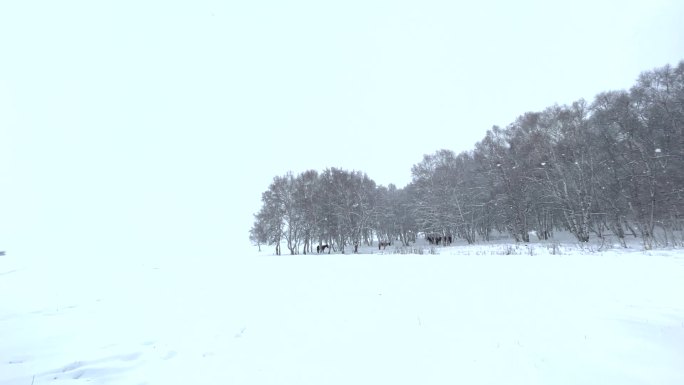 雪景·雪原·广角·白桦林