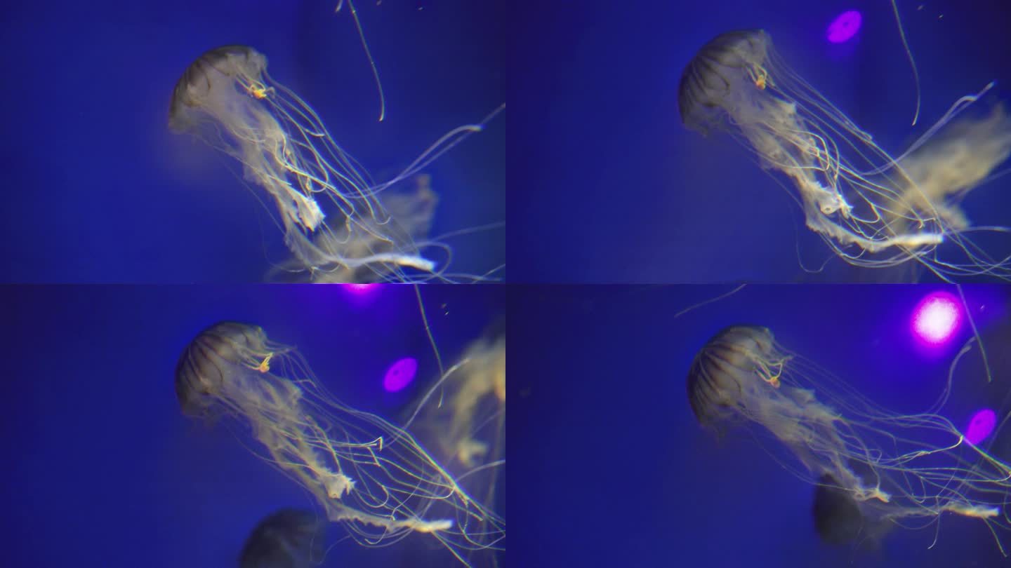 成都极地海洋公园内的咖啡海刺水母