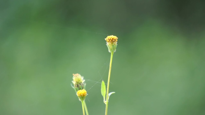 拜登辐射工厂。紫菀属菊科开花植物