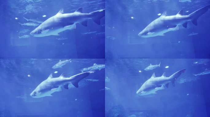 成都极地海洋公园内的鲨鱼