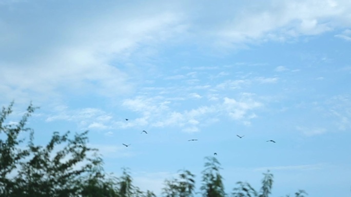 鸟和树一起在天空飞翔