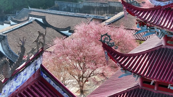 福州林阳寺梅花盛开