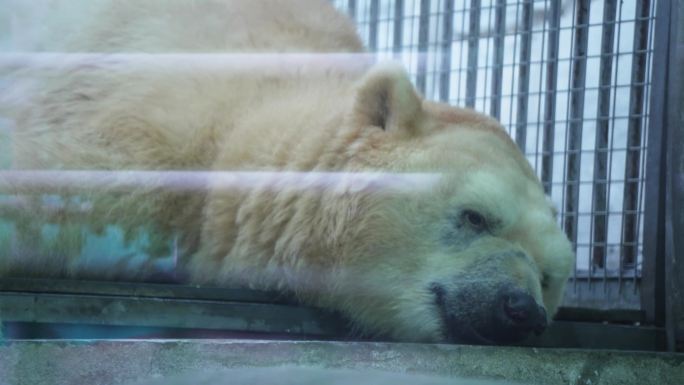 成都极地海洋公园鲸豚馆内正在睡觉的北极熊