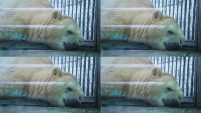 成都极地海洋公园鲸豚馆内正在睡觉的北极熊