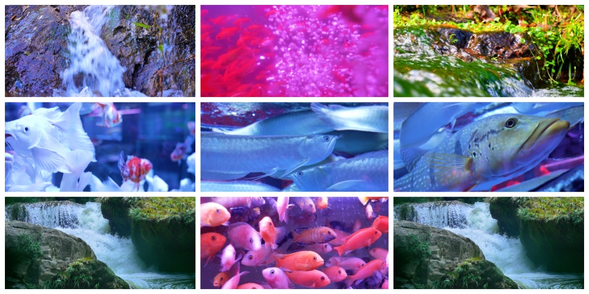 鱼族馆各种颜色鱼类