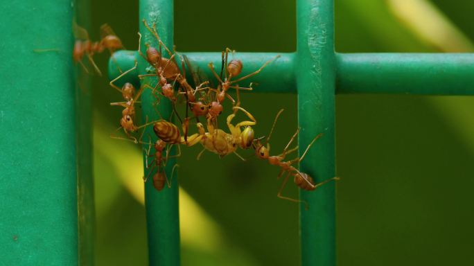 蚂蚁抢食