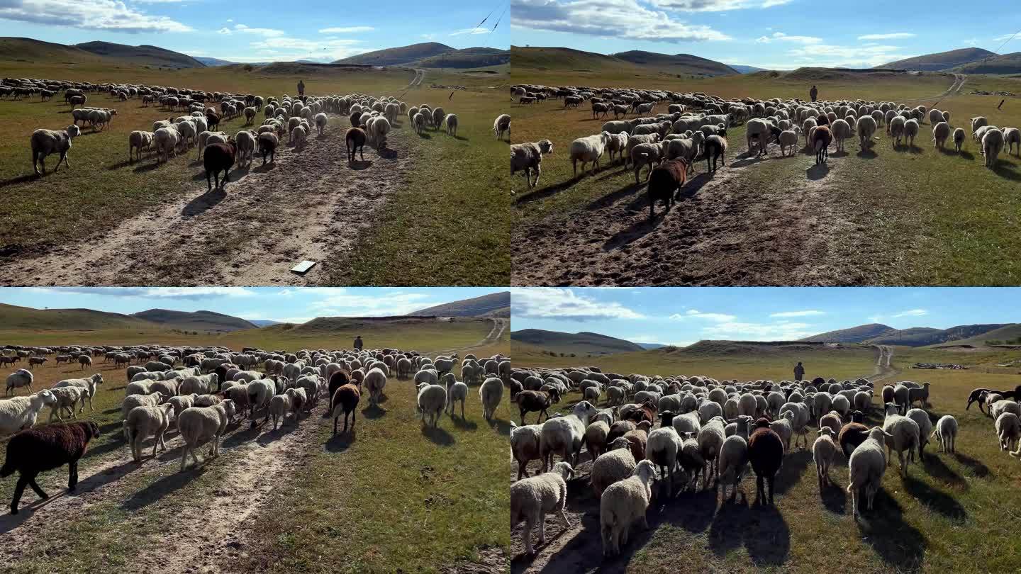 乌兰布统羊群