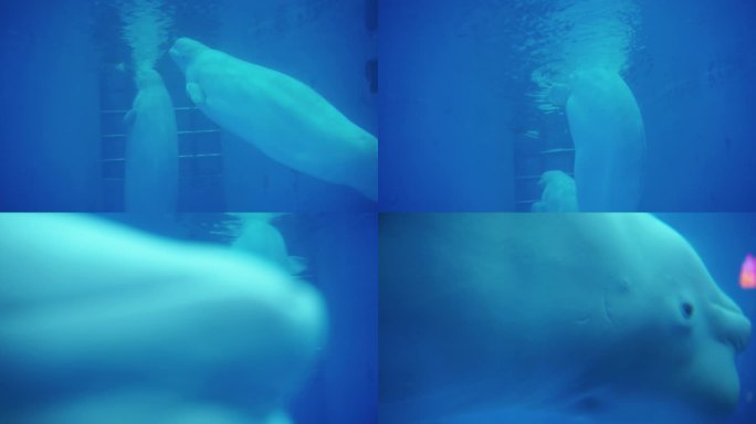 成都极地海洋公园鲸豚馆内游泳的白鲸