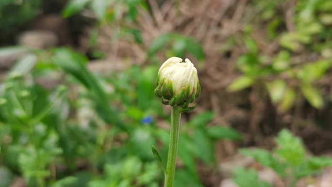 胎菊花