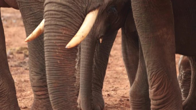 旱季时象鼻子在地上挖洞。非洲Loxodonta在肯尼亚的阿伯代尔。慢镜头，倾斜镜头