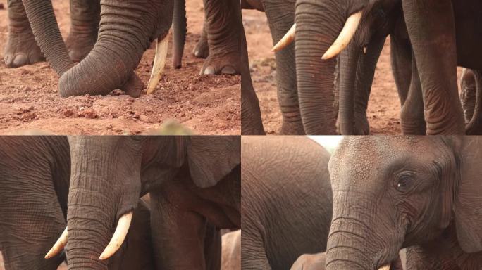 旱季时象鼻子在地上挖洞。非洲Loxodonta在肯尼亚的阿伯代尔。慢镜头，倾斜镜头