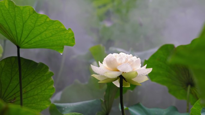 上海 荷花 荷叶 绿植 植物 公园 特写