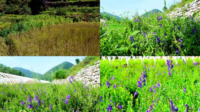 黄芩种植 中草药 基地标准化 黄芩花开