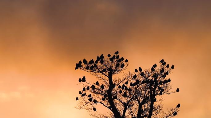 晚霞下的枯树鸟群